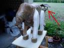 elefant280810_4.jpg