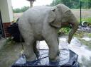 elefant_sep17.jpg