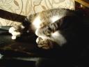 findus21112010.jpg