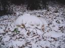 gesichtschnee2.jpg